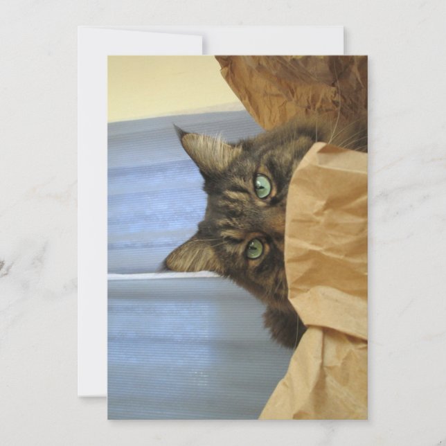 Niedlich Funny Maine Coon Kitty Ich bin nicht hier (Vorderseite)