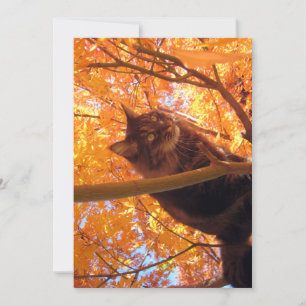 Niedlich Funny Maine Coon Kitty Tree Climber