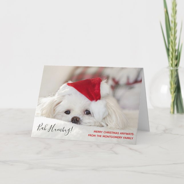 Niedlich Funny White Dog Christmas Bah Humbug Karte (Vorderseite)