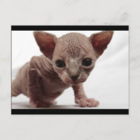 Niedlich Furless Sphynx Kitten