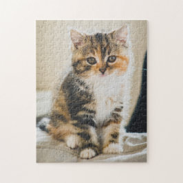 Niedlich Fuzzy Calico Tabby Kitten Cat Foto