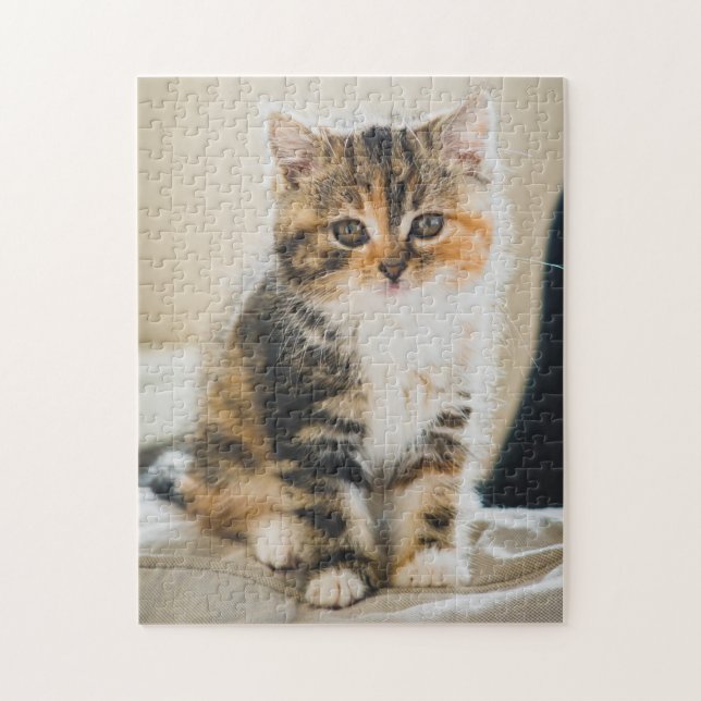 Niedlich Fuzzy Calico Tabby Kitten Cat Foto (Vertikal)