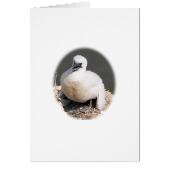 Niedlich Gannet Chick (Vorne)