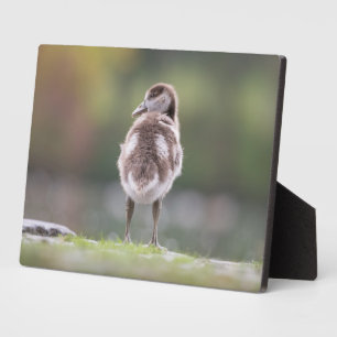 Niedlich Gänseküken Foto Mouse Pad Fotoplatte