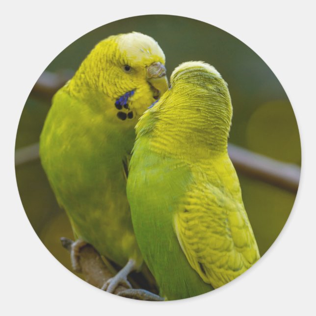 Niedlich-Gelbe Budgie-Vögel auf einer Baumzweigung Runder Aufkleber (Vorderseite)