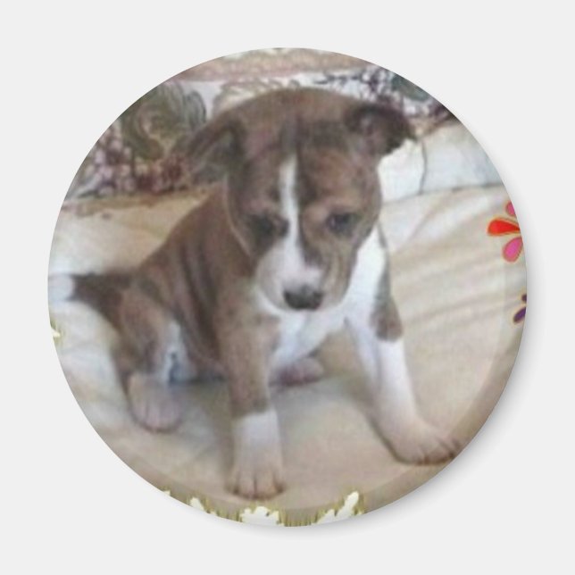 Niedlich genug Basenji Pup Magnet (Vorne)