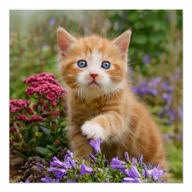 Niedlich Ginger Cat Kitten im Garden Foto Portrait Poster (Vorderseite)
