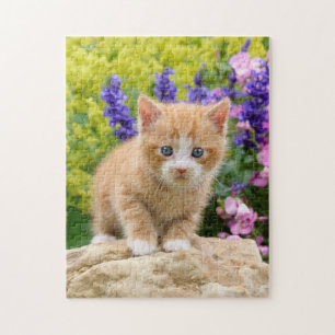 Niedlich Ginger Cat Kitten in Blumengarten _