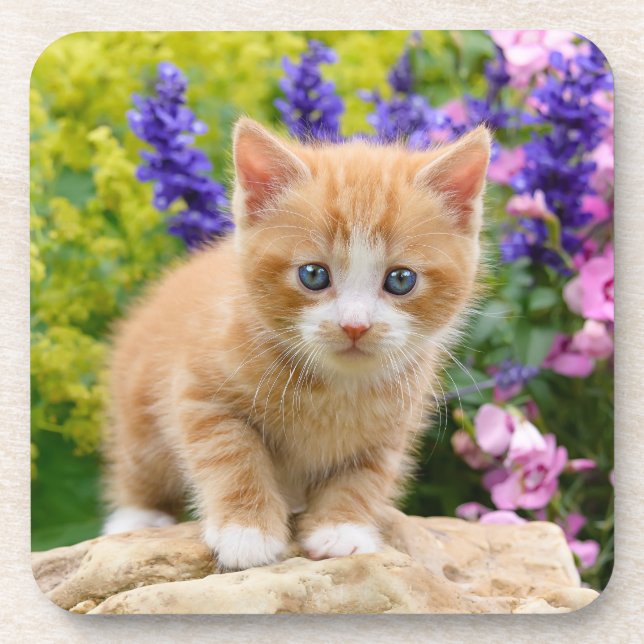 Niedlich Ginger Cat Kitten in einem Blumengarten F Getränkeuntersetzer (Vorderseite)
