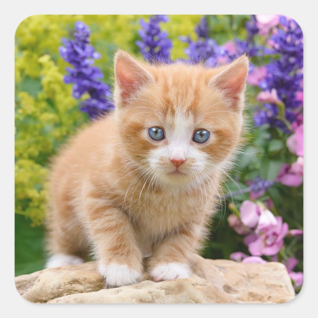 Niedlich Ginger Cat Kitten in einem Blumengarten F Quadratischer Aufkleber (Vorderseite)