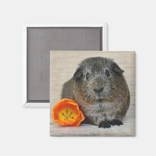 Niedlich, glatt, Kurzes Haar, Agouti Guinea Schwei Magnet