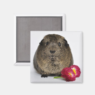 Niedlich, glatt, Lemon Agouti Guinea Schweinchen m Magnet