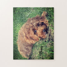 Niedlich Golden Doodle Jigsaw Puzzle