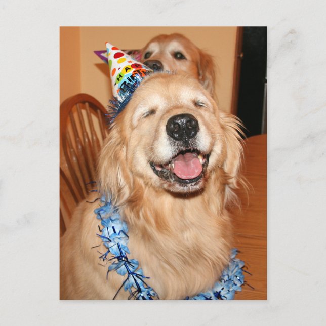 Niedlich Golden Retriever Birthday Wünsche Postkarte (Vorderseite)