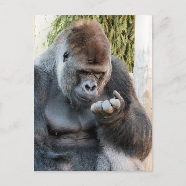 NIEDLICH GORILLA POSTKARTE (Vorderseite)