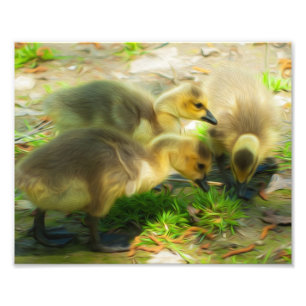 Niedlich Gosling Fotodruck
