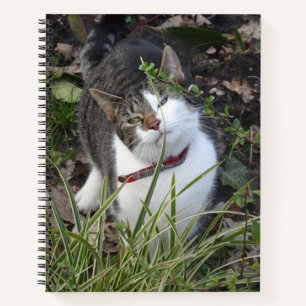 Niedlich-Grau-White-Cat-Notebook Notizbuch