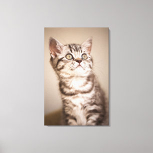 Niedlich Gray British Kurz Hair Kitten (Blue Tabby Leinwanddruck