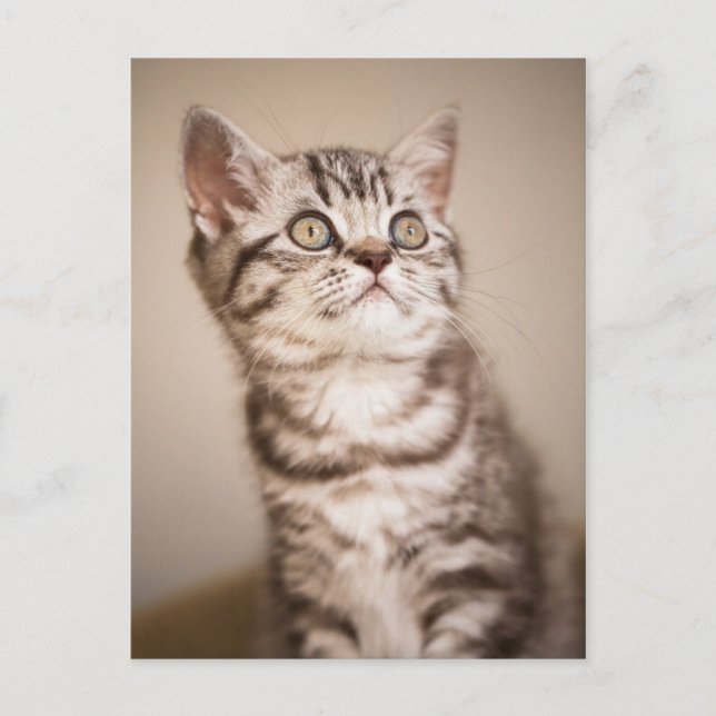 Niedlich Gray British Kurz Hair Kitten (Blue Tabby Postkarte (Vorderseite)