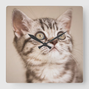 Niedlich Gray British Kurz Hair Kitten (Blue Tabby Quadratische Wanduhr
