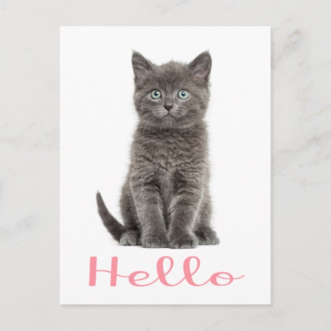 Niedlich Gray Kitten Freundschaft Hallo Cat Postca Postkarte (Vorderseite)