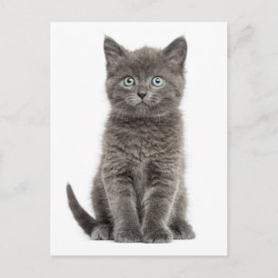 Niedlich Gray Kitten Hallo Liebe Kitty Cat Postkarte