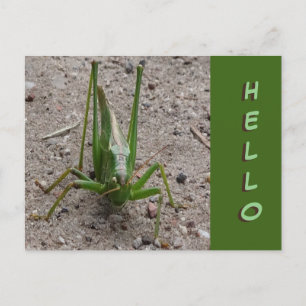 Niedlich Green Grasshopper Nah HELLO Postcard Postkarte