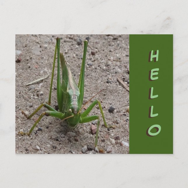 Niedlich Green Grasshopper Nah HELLO Postcard Postkarte (Vorderseite)