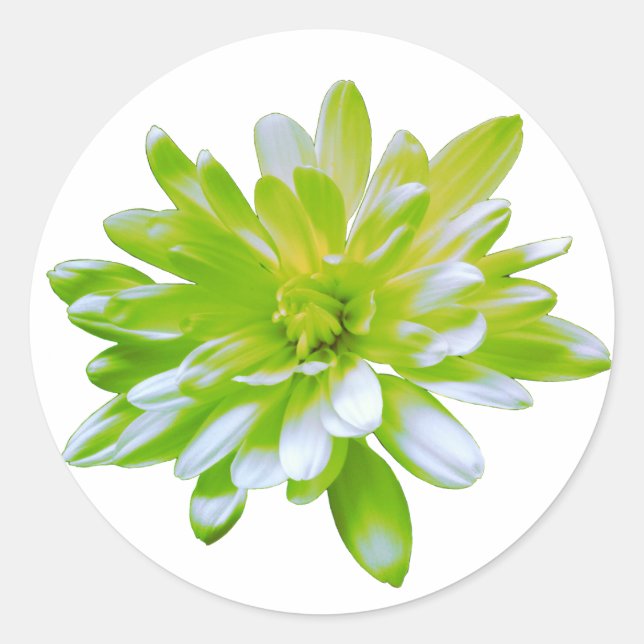 Niedlich grüne blühende Blume Grün daisy Runder Aufkleber (Vorderseite)