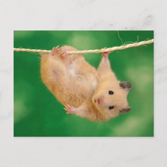 Niedlich Hamster Postkarte (Vorderseite)