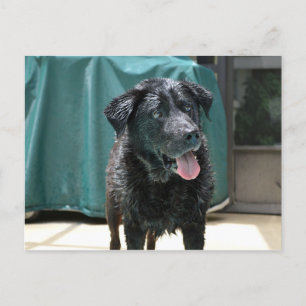 Niedlich Happy Nass Black Lab steht auf Pool Deck Postkarte