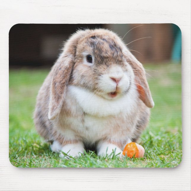 Niedlich Holland Mini Lop Bunny Rabbit Mousepad (Vorne)