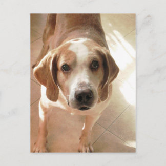 Niedlich Hound Dog Portrait Foto Postkarte