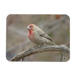 Niedlich House Finch Magnet