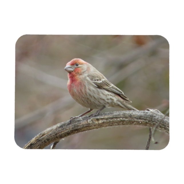 Niedlich House Finch Magnet (Horizontal)
