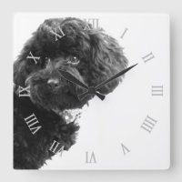© Niedlich Hund Welpen Schwarz/Weiß/Fotografie