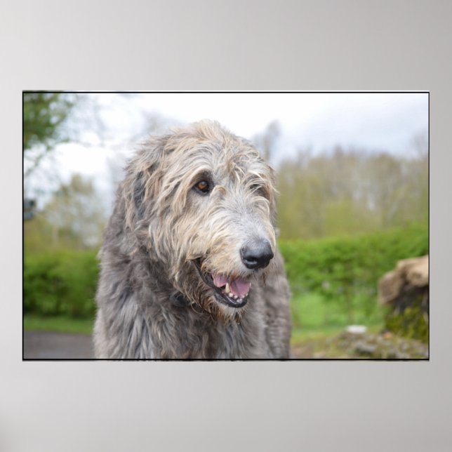 Niedlich Irish Wolfhound Poster (Vorne)