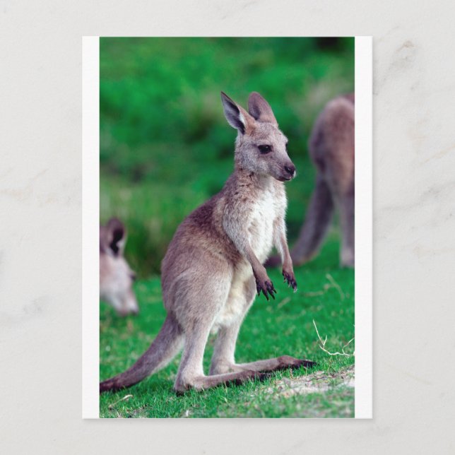 Niedlich Joey baby Kangaroo Postkarte (Vorderseite)