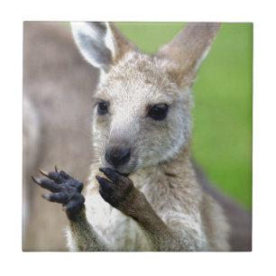 Niedlich Joey Kangaroo Fliese