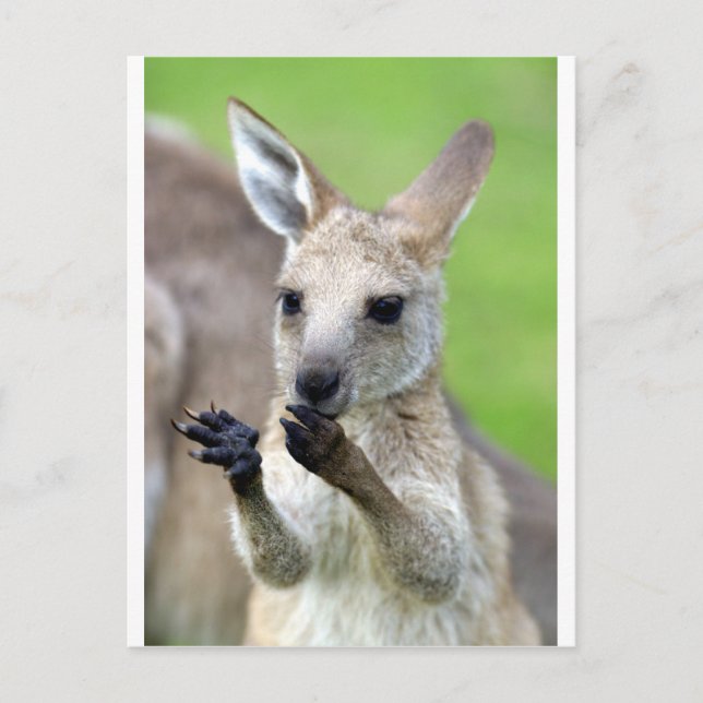 Niedlich Joey Kangaroo Postkarte (Vorderseite)