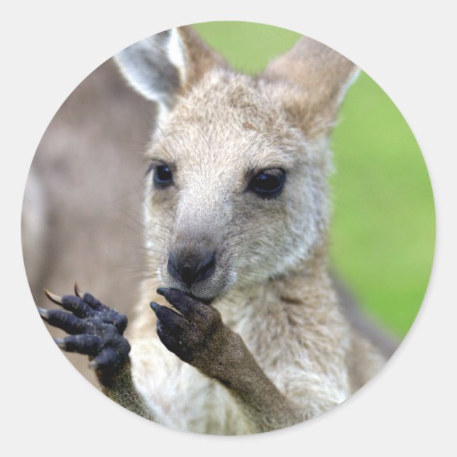 Niedlich Joey Kangaroo Runder Aufkleber (Vorderseite)