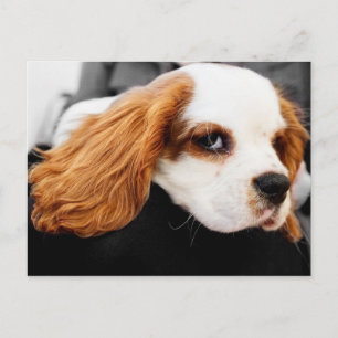 Niedlich King Charles Spaniel Postkarte