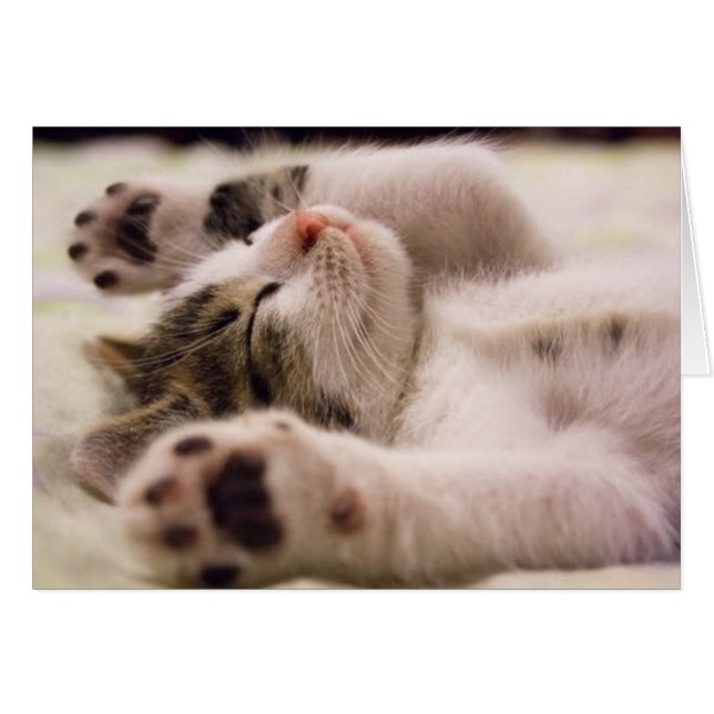 Niedlich Kitten (Vorderseite (Horizontal))