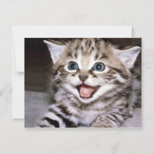 Niedlich Kitten