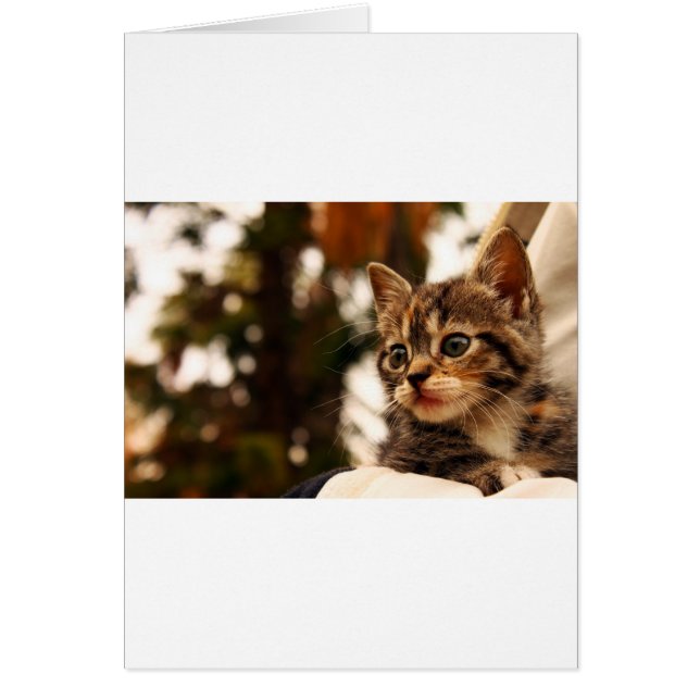 Niedlich Kitten (Vorne)