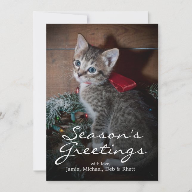 Niedlich Kitten (Vorderseite)