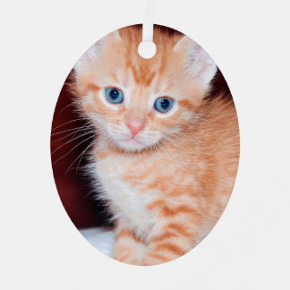 Niedlich Kitten 2 Foto Vertikales Oval Ornament Aus Metall