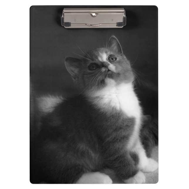 Niedlich Kitten Black and White Portrait Foto Klemmbrett (Vorderseite)