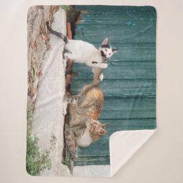 Niedlich Kitten Chasing Mama Schwanz Funny Cat Fot Sherpadecke