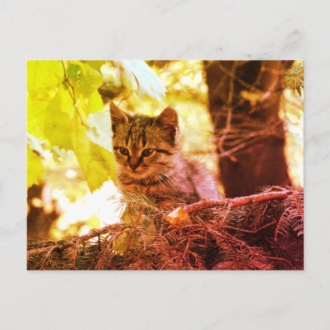 Niedlich Kitten Foto Postkarte (Vorderseite)